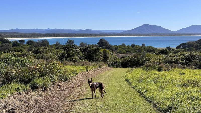 Day Trips With Dogs Perth